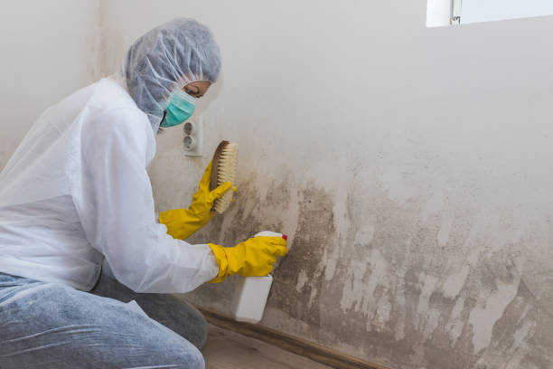 Best Mold Odor Removal Services  in Kaibab Estates West, AZ