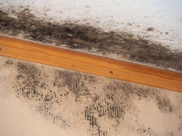 Best Basement Mold Removal  in Kaibab Estates West, AZ