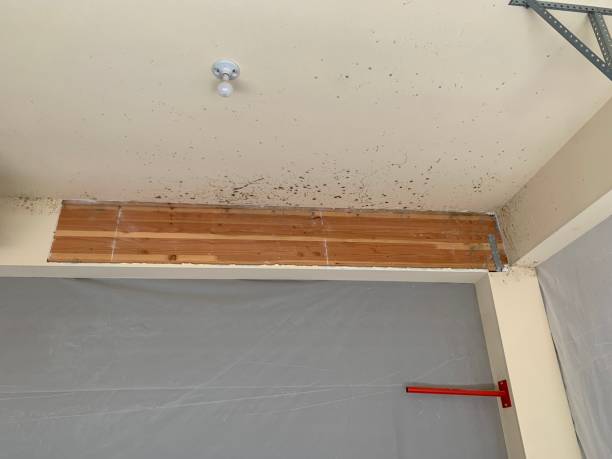 Best Environmental Consulting for Mold Prevention  in Kaibab Estates West, AZ