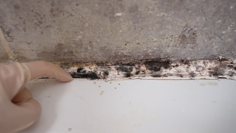 Trusted Kaibab Estates West, AZ Mold Removal Experts